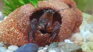 Порятунок рядового рака. Чи нам це вдалося?