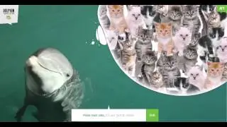 Move Over Cats- Green Works Dolphin Translator