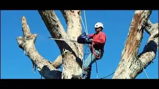 Luna's Tree Service Introduction