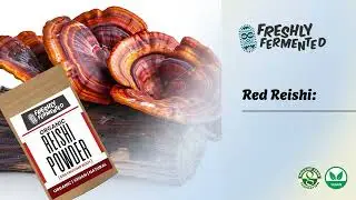 Elevate Your Health with Mushroom Powders &ndash; Easy Nutrition Boost for Every Day!