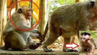 Omg! Baby Polino Angry Mom Groom Sweetpea Bring Marcus to Attack Sweetpea | SP Crying Loudly