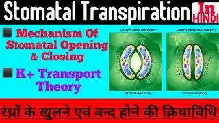 Mechanism Of Stomata Opening And Closing In Hindi/रंध्रों के खुलने एवं बन्द होने की क्रियाविधि