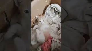 cat moving it's tail #cat #shorts #cutecats #2022 #moving #tail #viral
