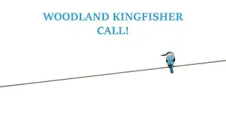 WOODLAND KINGFISHER CALL (Summer Sounds of the African Bush)