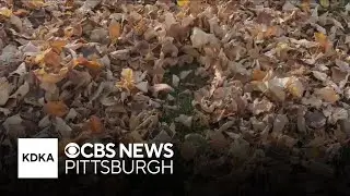 Leaf etiquette when trying to clean up your yard