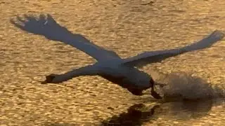 Young Adult Swan Pair Still Here, Having Their Seeds. Charging & Courting! 28 January 2026. 