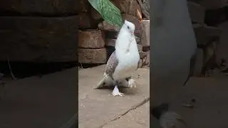 Butterfly Satinnate Kabutar 😍 Fancy Pigeons 🕊 #whatsappstatus #shorts