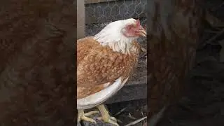 Buttercup Open Mouth Breathing: Take To Vet Immediately If You See Hens Doing This!