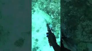 Black Spot Tusk Fish Spearfishing