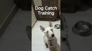 Coco the super dog Catch Training #dog #training #games #me #animals