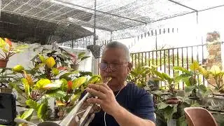 WALK ON BY - Dionne Warwick  (Trumpet) cover