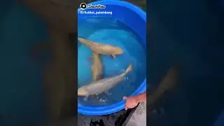 FISHKOI PALEMBANG 😍BABON DAH INI