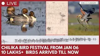 Chilika Welcomes Over 10 Lakh Migratory Birds; State to Start Census on January 6