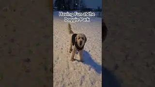 Mika at the Dog Park