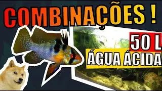 🔴Combinações de faunas pra AQUÁRIO de 50 litros ( ÁGUA ÁCIDA ) |Mr. Betta|