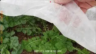 2-component PET spunbond nonwoven for garden blanket, filtration,roofing