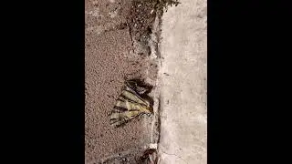 Teamwork #Teamwork #animallover #ants #butterfly #viral #trending#shorts