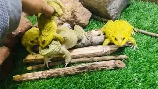 Don&rsquo;t break my heart/ sweet family frog