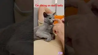 Cat sitting on dad's belly