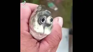 Hey guys wanna go fishing? #memes