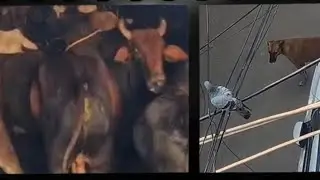 Gaumata ki Jaan Bachai Gau sevako ne 🙏 !! Missing Old Street Dog 😭!! Soni Kyu Bhok rhi hai aaj 🥺 !! 