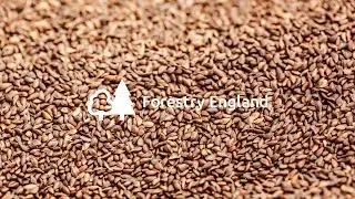 Forestry England&rsquo;s Seed Extractory