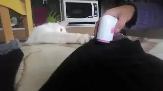 Olaf o gato