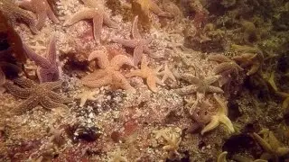 Plong&eacute;e au large de Les M&eacute;chins / Diving offshore at Les M&eacute;chins