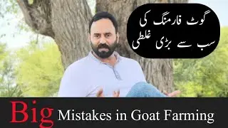 Big Mistakes in Goat Farming | Chakwal Got Farm | Chaudhary Majid Shabbir |