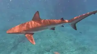 Bimini Island, Bahamas  SS Sapona Shipwreck & Snorkeling with Reef & Nurse Sharks - September 2023