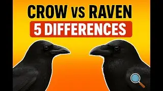 TOP 5 Differences: Crow vs Raven (Never Confuse Them Again) - FEEDthecROWS