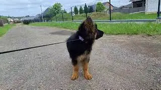 Генри Чойс щенок немецкой овчарки 🐕‍🦺🐾 Здорово погуляли 👍🔥 19.07.2025 🐾🥳