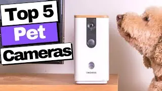 5 Best Pet Cameras 2022