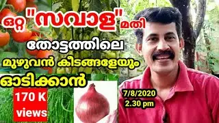 ഒറ്റ 