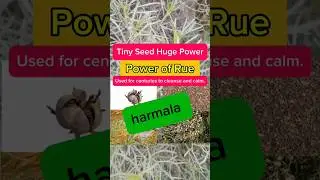 Peganum Harmala &mdash; Ancient Seed of Healing 🌿 | Syrian Rue Uses & Dose#PeganumHarmala #SyrianRue