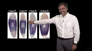 Alejandro Sánchez Alvarado (Stowers, HHMI) 2: Regeneration: Neoblasts: The planarian stem cells