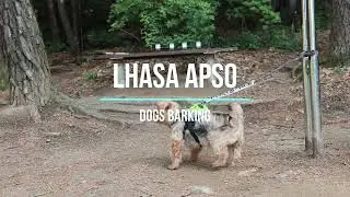 Dogs Barking and Howling - 4K - Dogs Barking Loud
