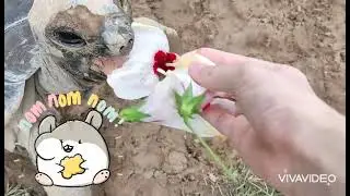 Aldabra giant tortoises eating hibiscus 🥰