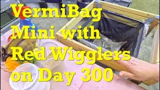 VermiBag Mini on day 300 (..and gnat issues continue) - vermicompost