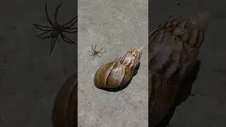 hunting and finding spider and snail