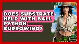 Does Substrate Help With Ball Python Burrowing? - Reptilian Wonders