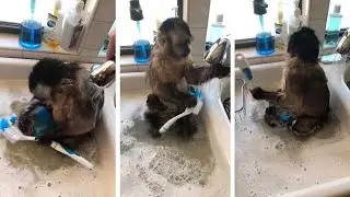 Clever Monkey Washes Dishes