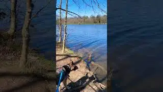 German Shepherd Adventure On The Lake