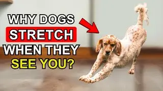 Does Your Dog Stretch When They See You?  🚩 Decoding 10 behaviors and their true meanings!