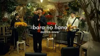 【macico cover】くるり/ばらの花