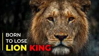 Why Young Male Lions Get Exiled ? Lion King