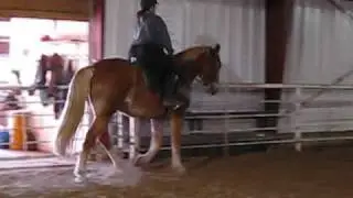 SOLD: Draft cross gelding, big boy with big action!