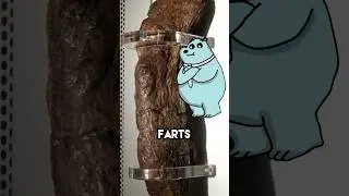 THE POOP WORLD RECORD.. #shorts #didyouknow #history #trending #tiktok #worldrecord #animatiom #fyp