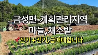 🍀310번🍀금성면 계획관리 마늘,채소밭 #의성땅 #의성땅매매 #의성땅매물 #의성군땅 #의성싼땅 #의성토지 #의성토지매매 #의성주말농장지 #의성주말농장 #의성부동산 