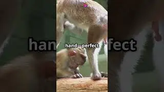 Baby Atelidae Monkeys  Nature&rsquo;s Tiny Troublemakers